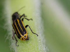 Astylus forcipatus