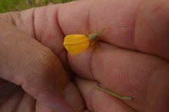 Lebeckia sepiaria