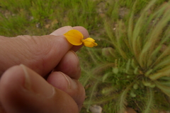 Lebeckia sepiaria