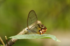 Haetera piera