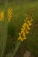 Lebeckia sepiaria