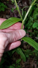 Myosotis verna