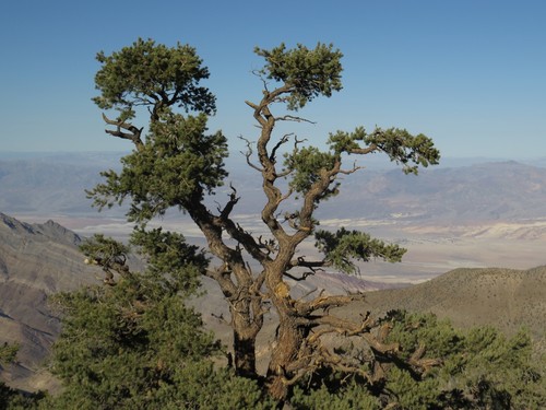 singleleaf pinyon