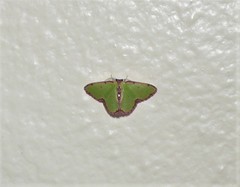 Synchlora cupedinaria