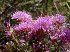 Agathosma serpyllacea