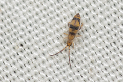 Entomobrya triangularis