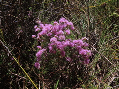 Agathosma serpyllacea