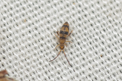 Entomobrya triangularis
