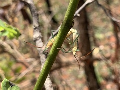 Discogastrini