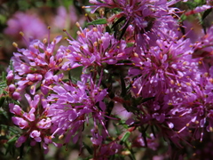 Agathosma serpyllacea