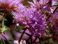 Agathosma serpyllacea