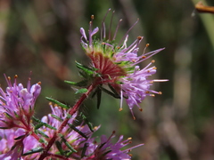 Agathosma serpyllacea