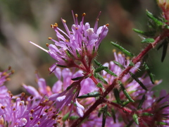 Agathosma serpyllacea