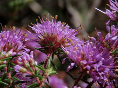 Agathosma serpyllacea