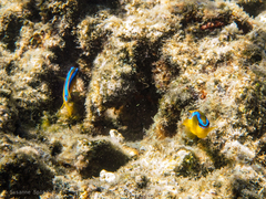 Chrysiptera leucopoma