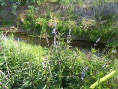 Salvia pallida