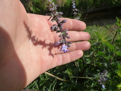 Salvia pallida