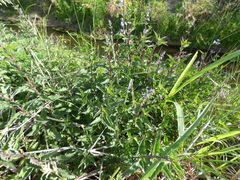 Salvia pallida