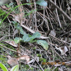 Stenorrhynchos speciosum