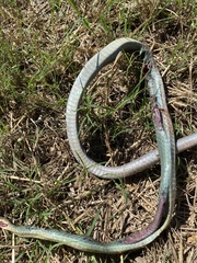 Masticophis schotti ruthveni