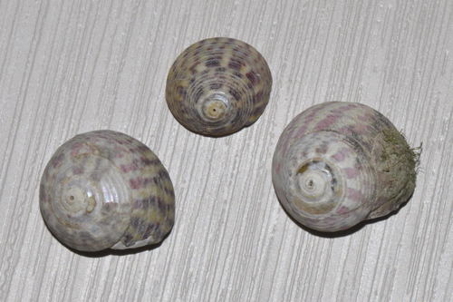 Purple Topshell
