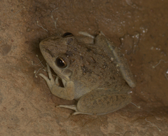 Litoria inermis