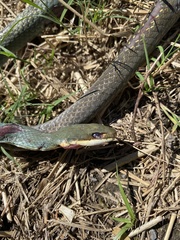 Masticophis schotti ruthveni