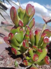 Crassulaceae