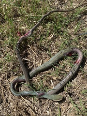 Masticophis schotti ruthveni