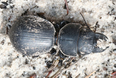 Scaraphites hirtipes