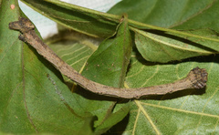 Plegapteryx anomalus