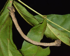 Plegapteryx anomalus