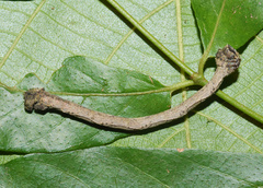 Plegapteryx anomalus