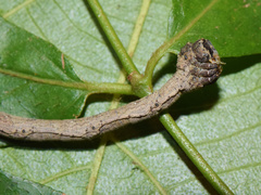 Plegapteryx anomalus