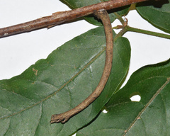 Plegapteryx anomalus