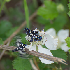 Pseudothyris sepulchralis