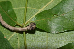 Plegapteryx anomalus