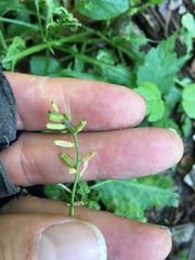 Rorippa sessiliflora