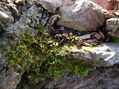 Rhynchostegium