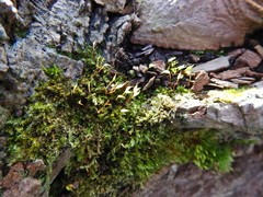 Rhynchostegium