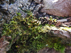Rhynchostegium