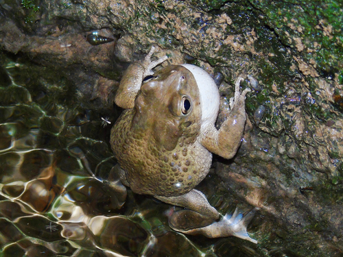 Arabian Toad, Sclerophrys arabica