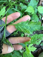 Rorippa sessiliflora