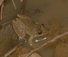 Litoria inermis