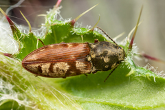 Prosternon bombycinum