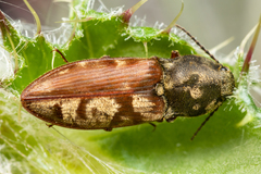 Prosternon bombycinum