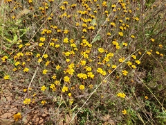 Tridax trilobata