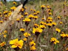 Tridax trilobata