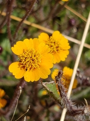 Tridax trilobata