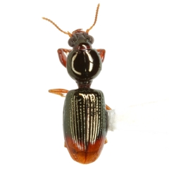 Dyschirius analis